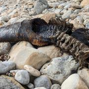 Dolphin carcass found washed up on Dorset shore