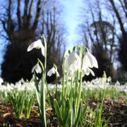 Come enjoy the snowdrops of Compton Valance