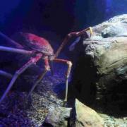 Big Daddy the Japanese spider crab