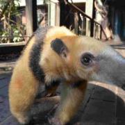 Tammy the friendly tree-climbing anteater
