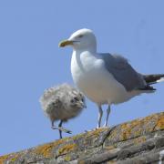'Birds regularly perch on my house - maybe it's time I charge them rent'