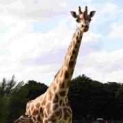 ELI KID'S CLUB: Look at these cute giraffes at Woburn Safari Park