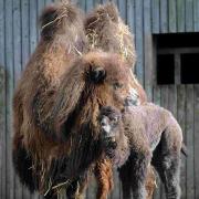 A two-humped Bactrian camel with her one week old calf