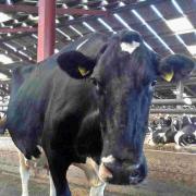 OUTSTANDING: Chalclyffe Iron Arlene won this year’s Long Life Cow Competition