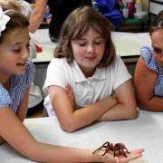 WE CAN HANDLE IT: St Andrew’s pupils handle a tarantula