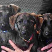 From left, Tom, Teeny and Tiny, who were taken to Margaret Green Animal Rescue after being dumped in East Dorset