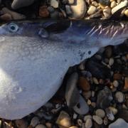 Poisonous Pufferfish found washed up on Chesil Beach. (Credit: Richard Fabbri)
