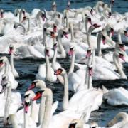 CULL RULED OUT: Abbotsbury Swannery