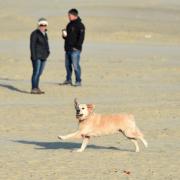 Dog walkers on Weymouth beach, 23/10/2016, PICTURE: FINNBARR WEBSTER/F18460