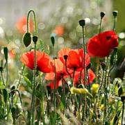The red poppy is a symbol of remembrance