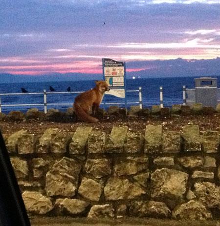 This incredible photo of the fox on Weymouth seafront was taken by reader Roy Thorpe
