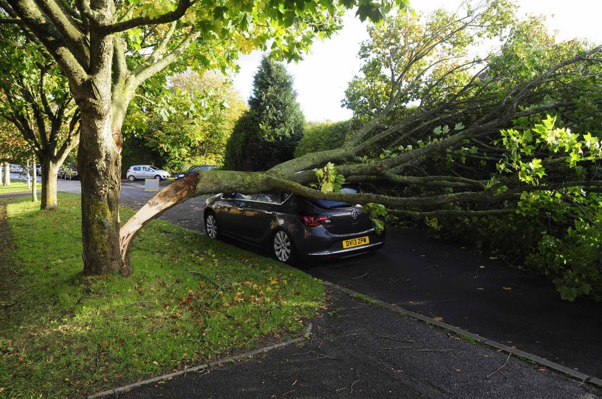 Aftermath of St Jude storm in Dorset