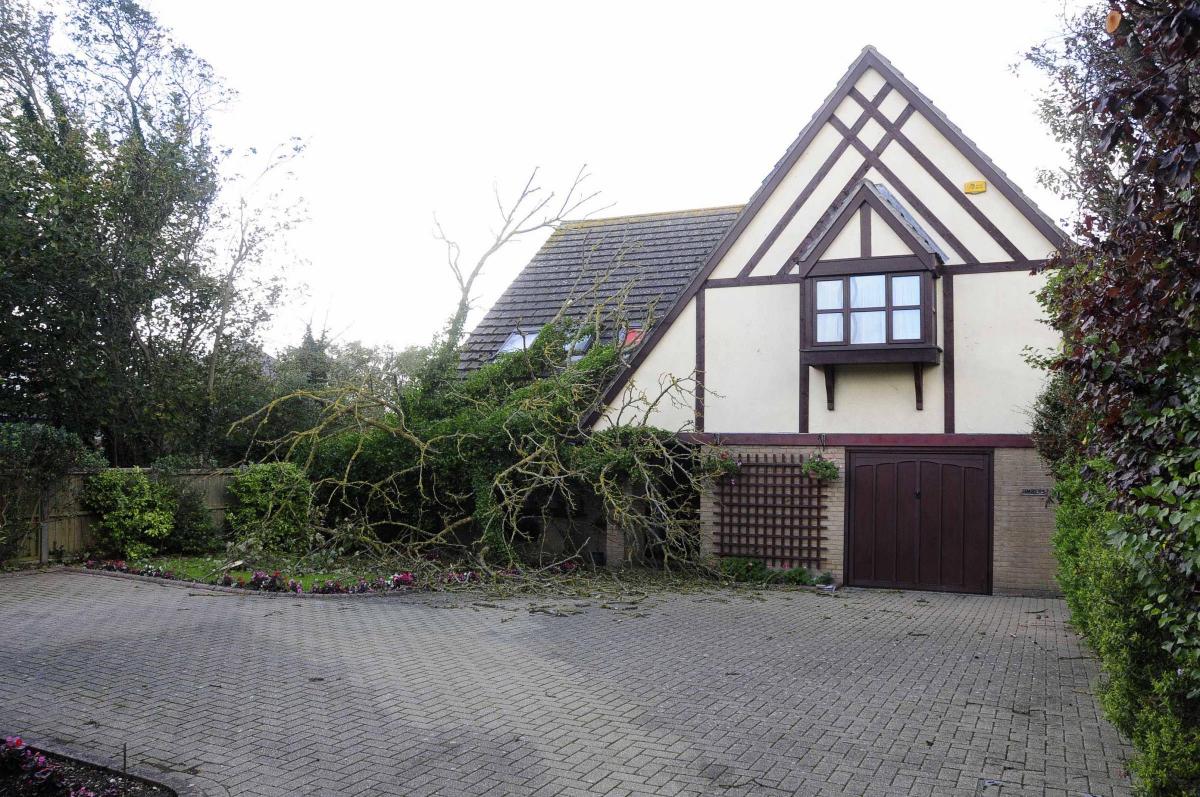 Aftermath of St Jude storm in Dorset