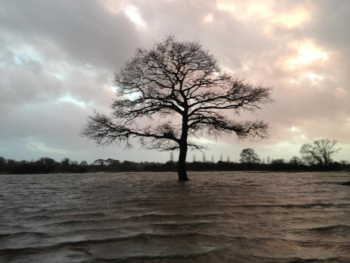Flooded fields around the River Frome at Woodsford and Tincleton by Adam Paul