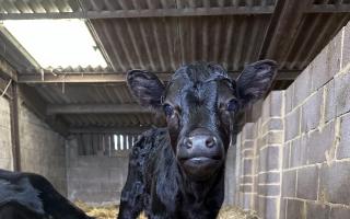 The new calf at Farmer Palmer's Farm Park