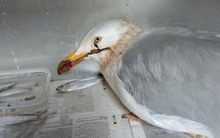 Gull that was kicked in the head