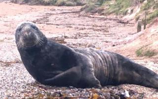 A seal on Kimmeridge beach in April