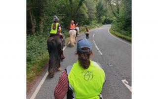 Police urge drivers to slow down for horses