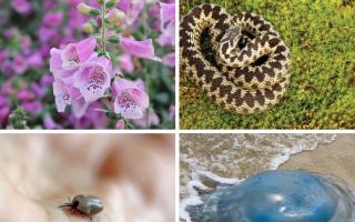 Dangerous and potentially deadly wildlife to watch out for this summer in Dorset (stock)