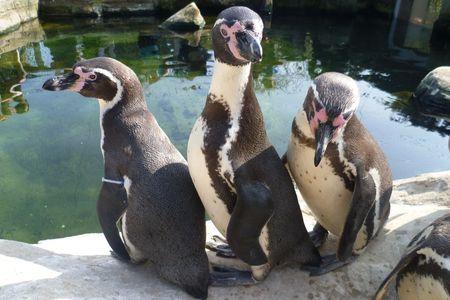 Humboldt Penguins (24251228)