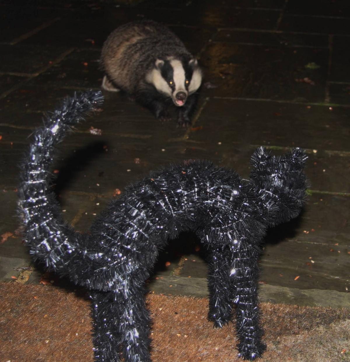 Don't scare a badger! that's the moral of this photo by Sorrell Fielding