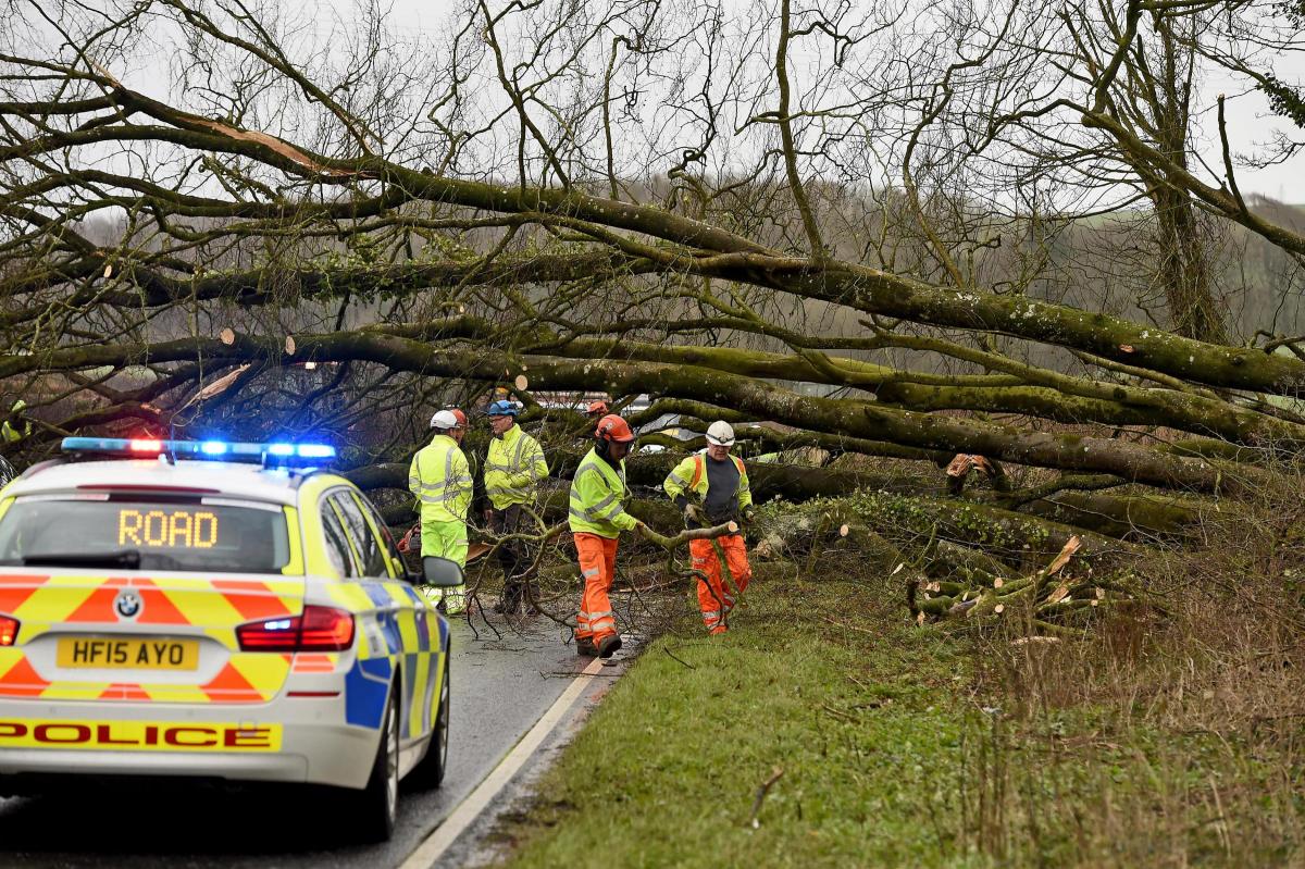Fallen tree at A35 by Finnbarr Webster