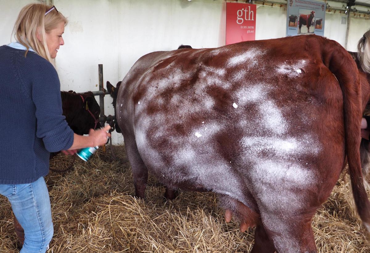 All our photos from the 2016 Dorset County Show  Pictures: Geoff Moore/Dorset Media Service