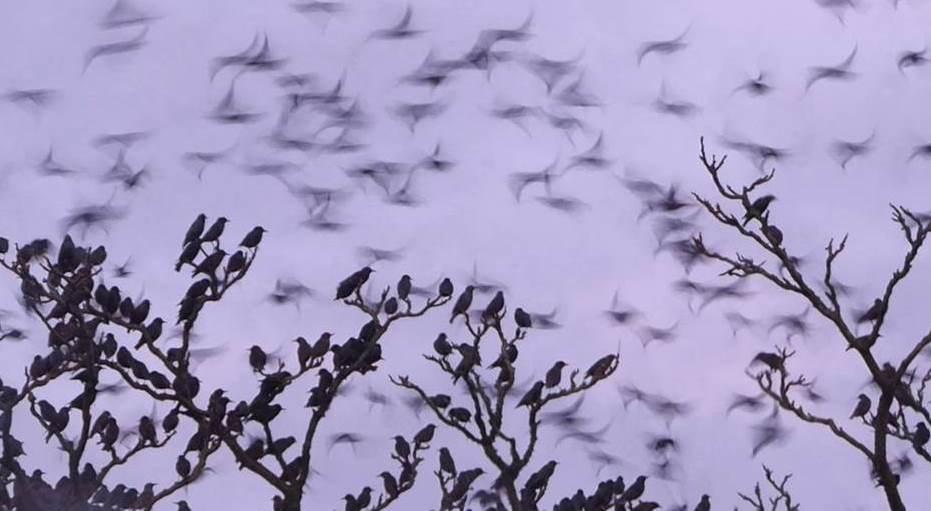 Starlings going to roost at Crossways December 2016 by Margaret Wellspring