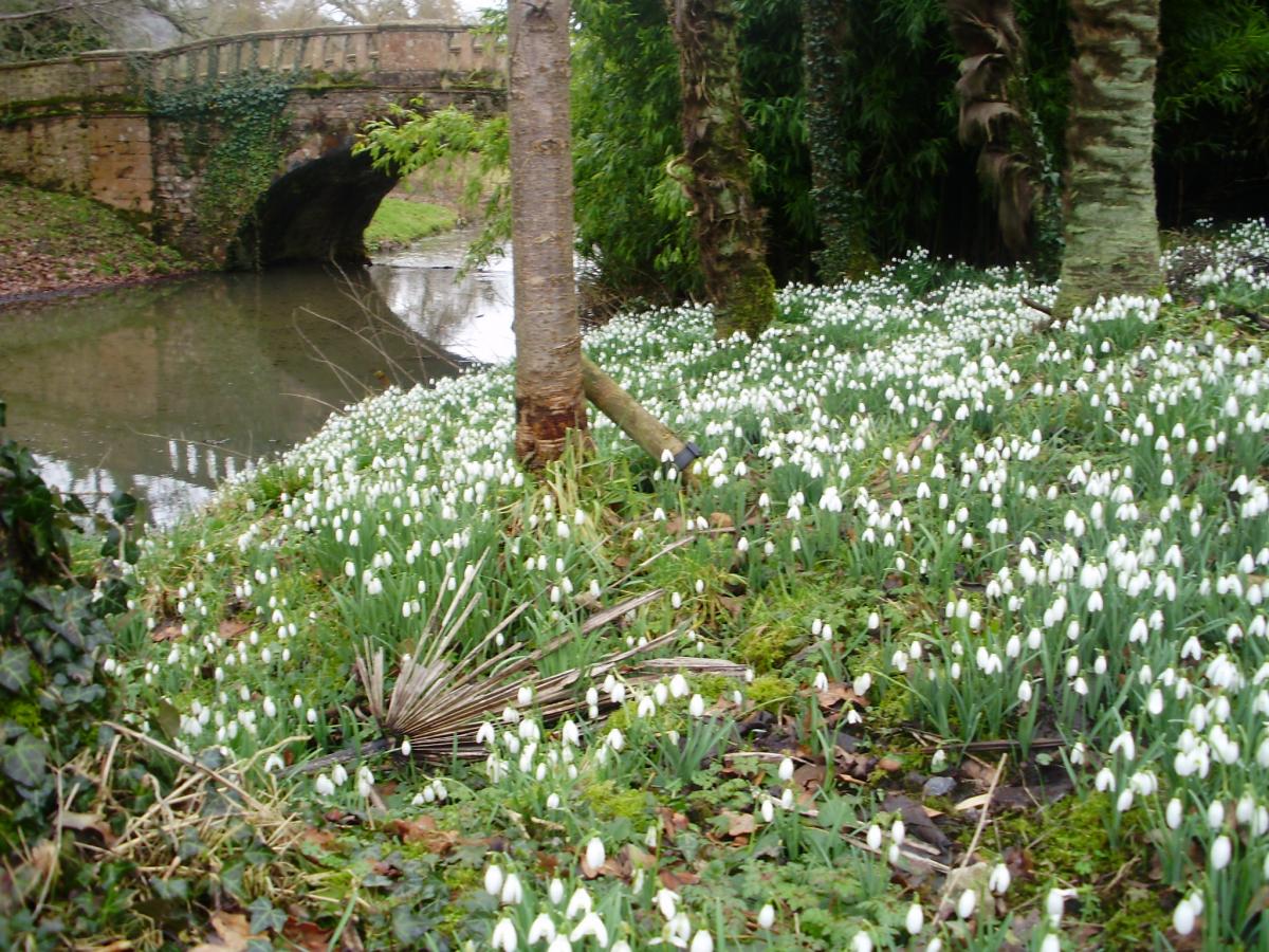 Snowdrops at Minterne Gardens February 2016 by Maureen Panchen