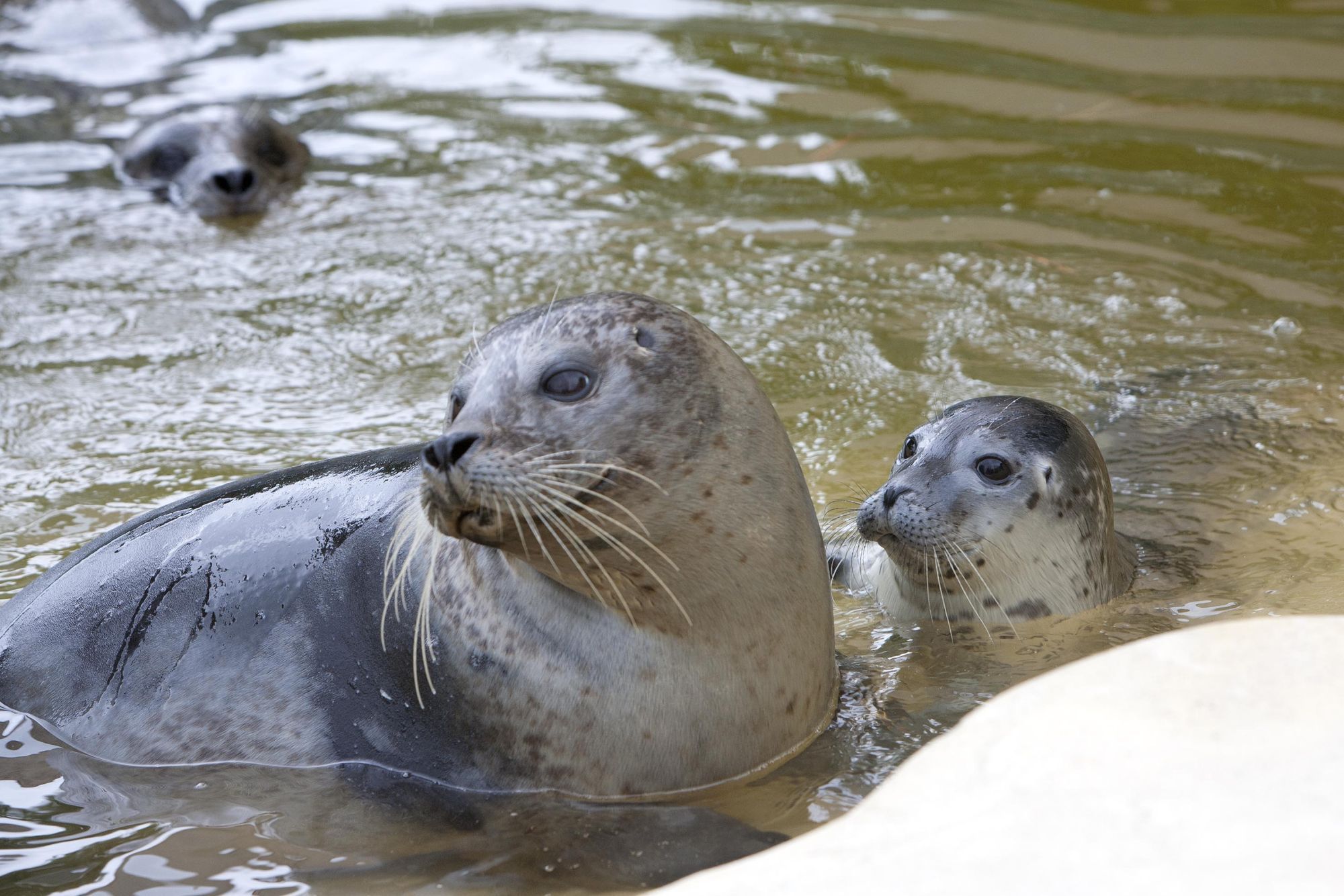 Seal of approval: Special treat for mums at Weymouth Sea Life Centre this Mother's Day - Dorset Echo