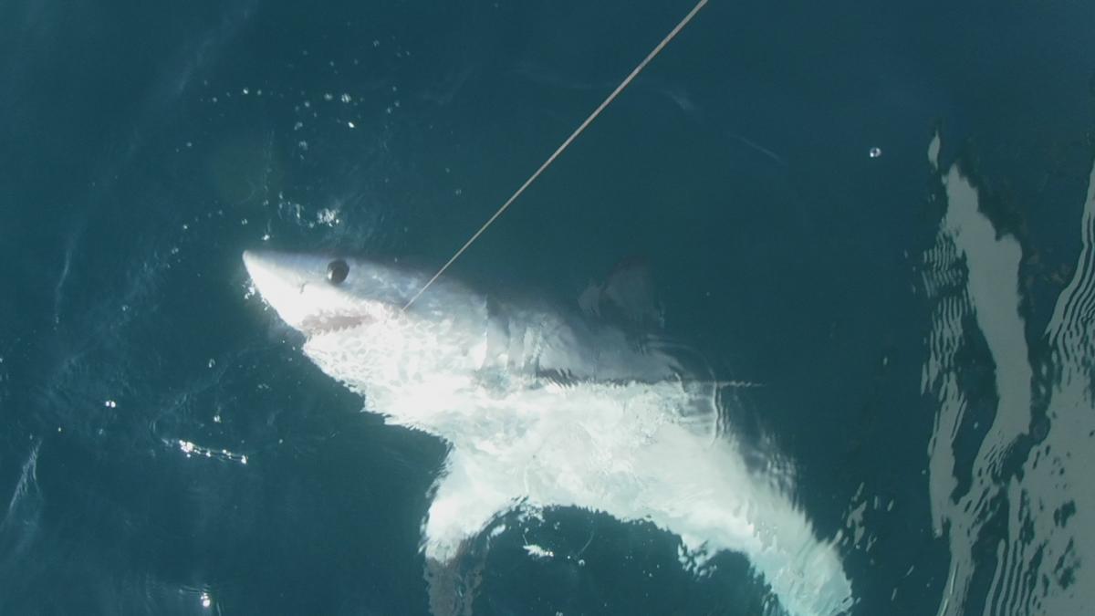 Six porbeagle sharks caught off Portland's coast 