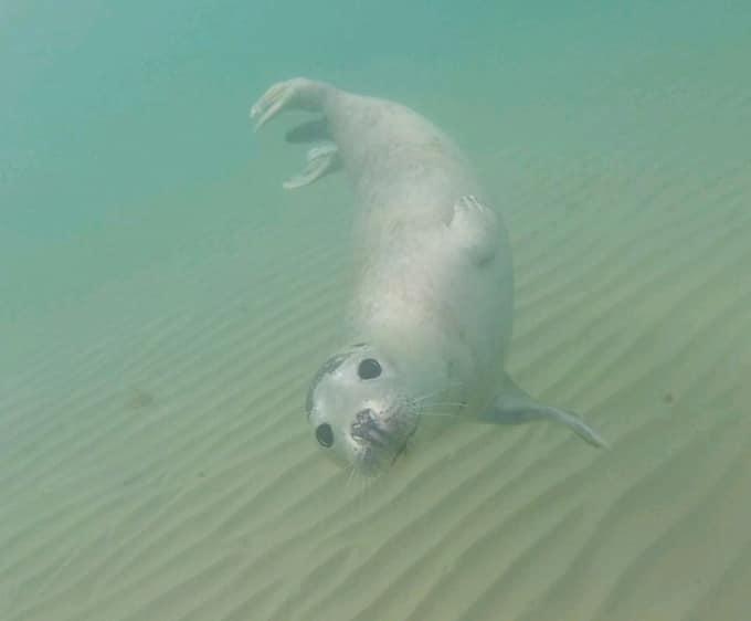 People Urged To Stay Out Of The Sea As Sammy The Seal Gets Amorous With Swimmers Dorset Echo