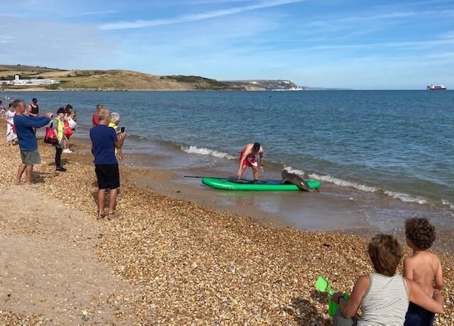 Sammy The Seal Goes Paddleboarding On Weymouth Beach Dorset Echo