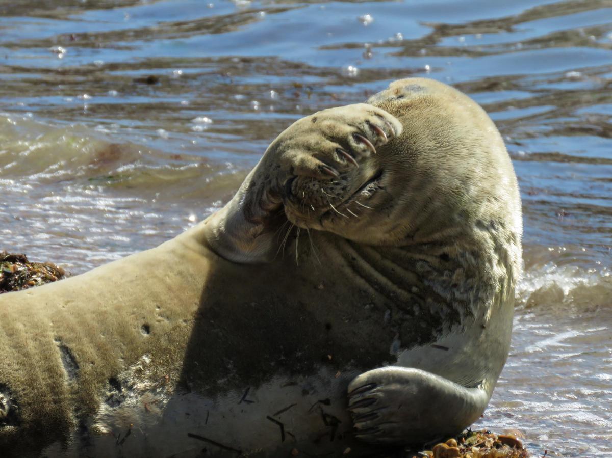 Sammy The Seal Gets Camera Shy On Weymouth Beach Dorset Echo