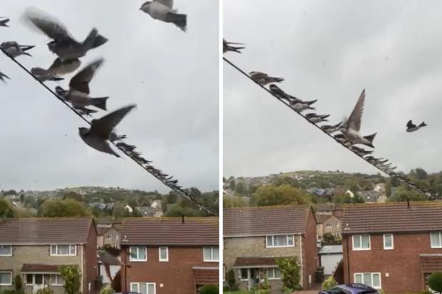 Dorset Echo: The video shows house martins fly around the area and sit on the telephone wire (CREDIT: Michael Watson)