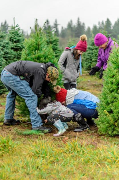 The best places to get a real Christmas tree in Dorset 