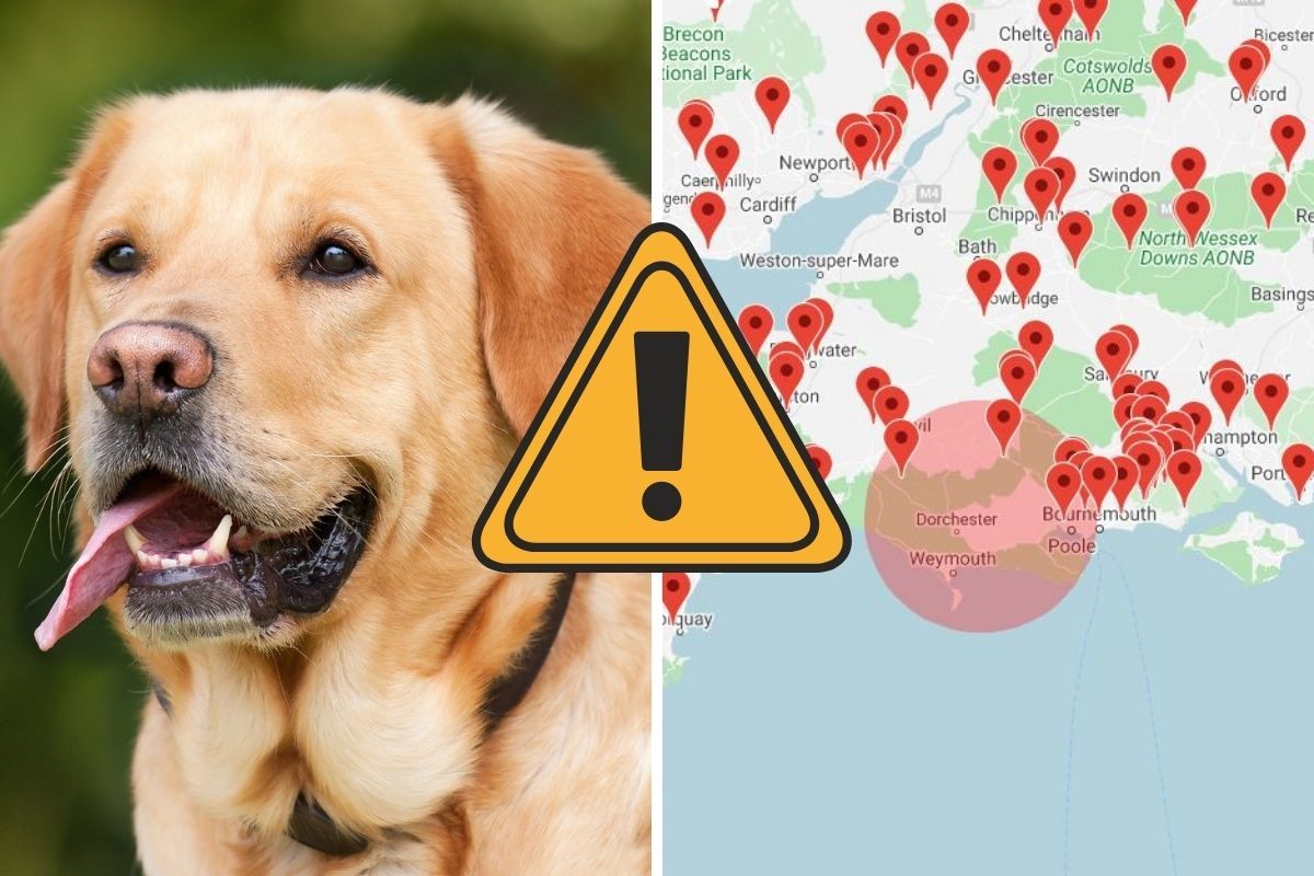 Dorset dog owners warned about Alabama Rot disease | Dorset Echo