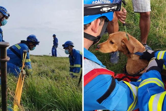 Milo the Golden Labrador was rescued after plunging 30 foot down a cliff after coastguards dangled from a rope to coax him into a dog bag before being hauled to safety Pictures: Kimmeridge Coastguard