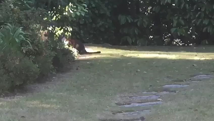 A still taken from a video submitted by Rachael Mould of a large cat in her garden in Branksome.