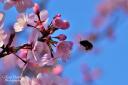 Pink spring blossom at Minterne Gardens - Gillian Thomas