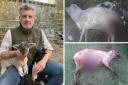 Farmer Cameron Farquharson has lost yet more sheep to dog attacks