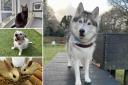 There are a few pets from the Ashley Heath Animal Centre who are looking for their forever homes