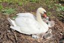 First cygnets at Abbotsbury Swannery