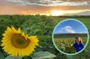 The Dorset Sunflower Trail will be back for 2023 , inset, organiser Hazel Hoskin