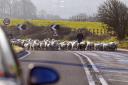 Sheep blocking the main Ridgeway road in 2010