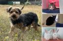 Could you give one of these animals a home in Dorset?
