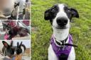 Can you help rehome one of these pets in Dorset?