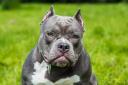 American XL bully dogs have been involved in a series of serious attacks