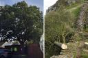 The damaged tree in Wool, Dorset, and, right, the felled tree at Sycamore Gap