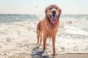 Council accused of 'prioritising dogs over people' on beach